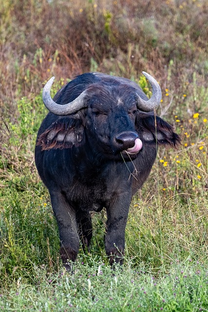Búfalo, Tanzania, Mamífero, Animal