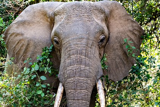 Elefante, Tanzania, Manyara, Follaje