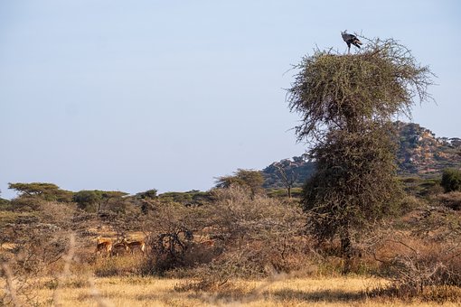 Seretario, Gacela, Árbol, Colina