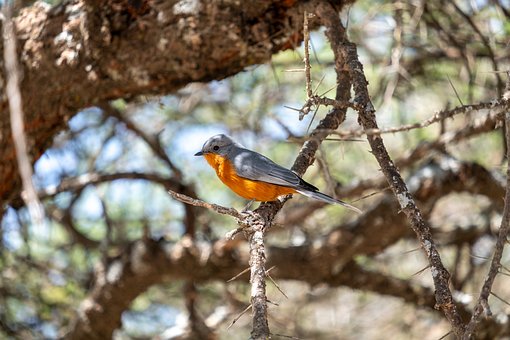 Pájaro, Naranja, Árboles, Naturaleza