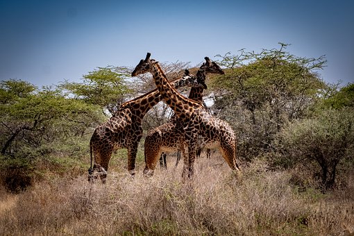 Jirafa, Sabana, Tarangire, Tanzania