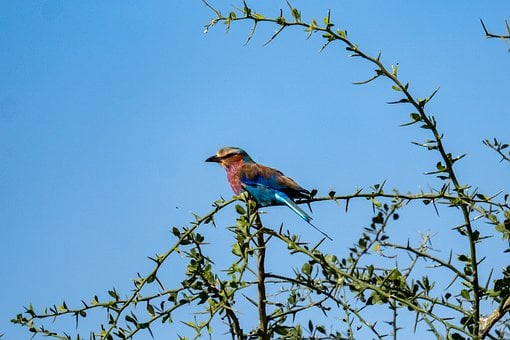 Carrerilla, Espina, Pájaro, Azul