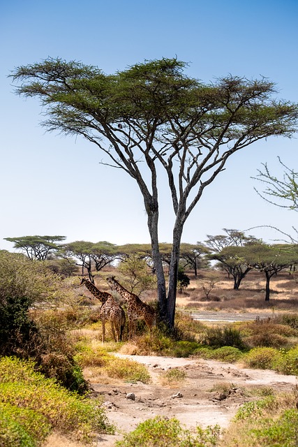 Jirafa, Acacia, Paisaje, Tarangire