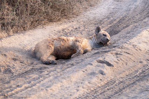 Hiena, Durmiendo, Serengeti, Polvo