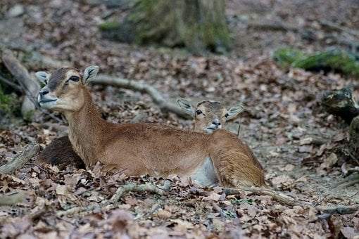 Muflão Europeu, Chão Da Floresta