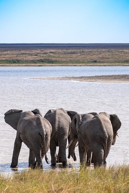 Elefante, Espalda, Serengueti, África