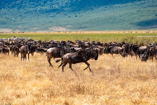 Ñu, Migración Animal, Movimiento, Safari