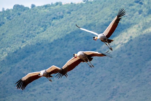 Grulla, Coronado, Gris, Vuelo, Africano