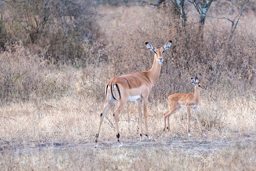 Impala, Antílope, Naturaleza, Safari