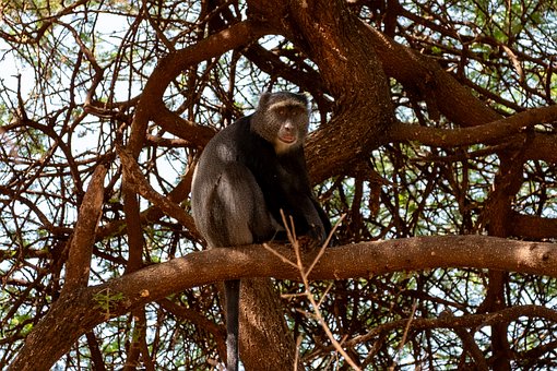 Mono Azul, Árbol, África, Tanzania