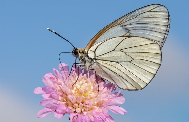 Free Butterfly Wings photo and picture