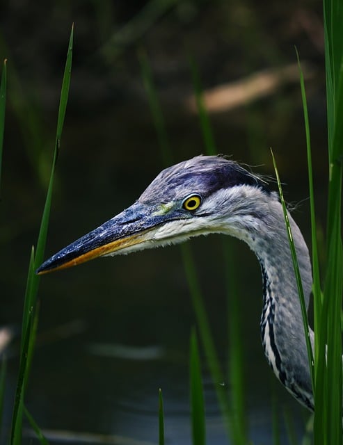 Graureiher, Reiher, Vogel, Wildtiere