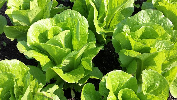 Free Lettuce Green Leaves photo and picture