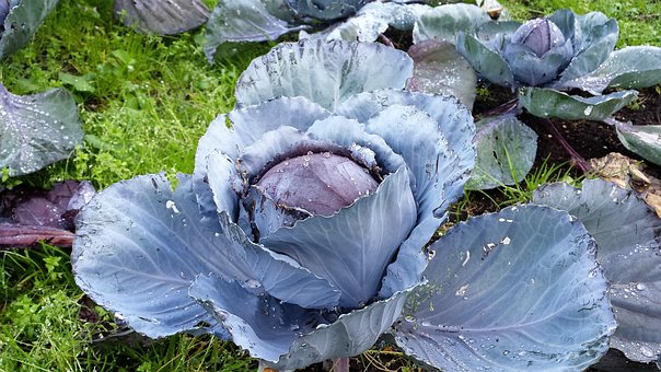 Free Cabbage Vegetables photo and picture