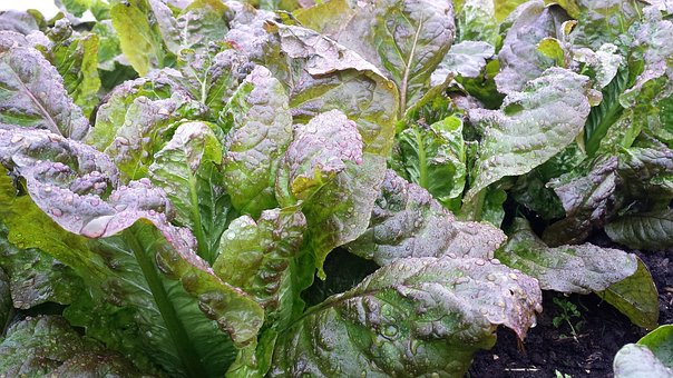 Free Vegetables Lettuce photo and picture