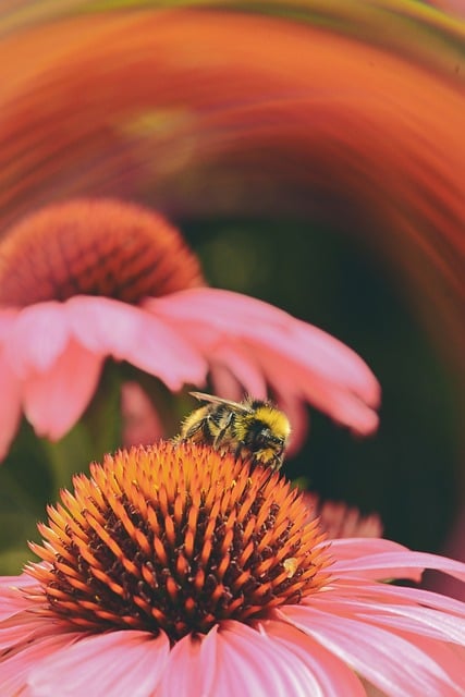Free Bee Echinacea photo and picture