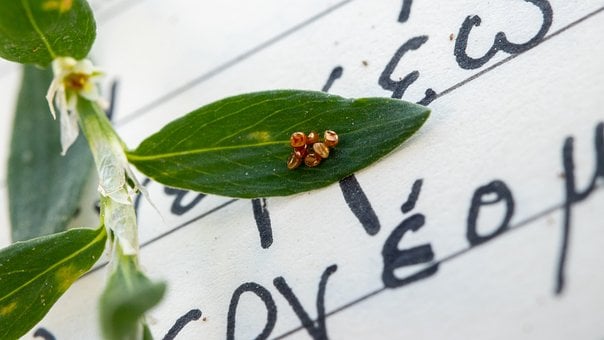 Free Insect Eggs photo and picture