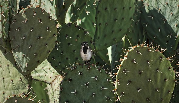 Free Sparrow Cactus photo and picture