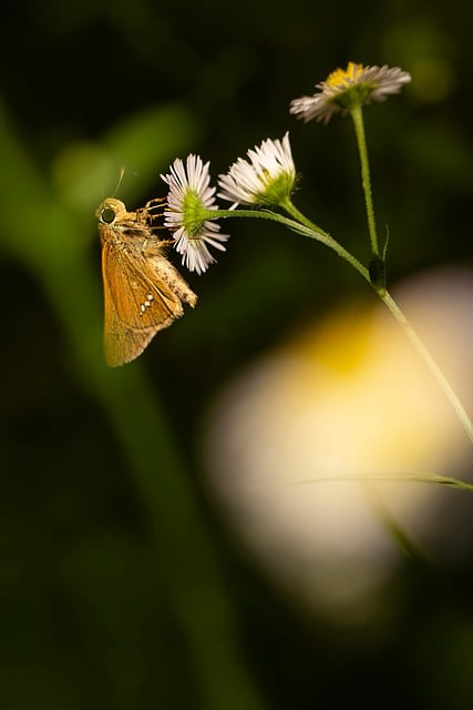 Schmetterling, Blume, Makro, Natur