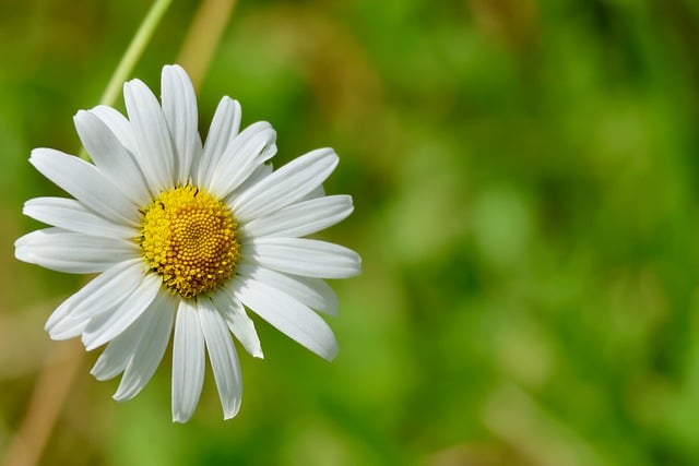 Free Daisy Flower Meadow photo and picture