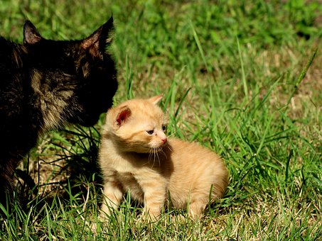 小猫, 草, 两只猫, 母猫和小猫, 觅食, 猫毛, 可爱, 黑猫, 户外