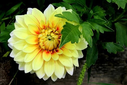 Dahlia, Bloem, Tuin, Geel, Natuur, Blad