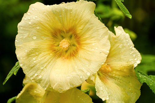 Free Macro Mallow photo and picture