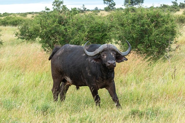 Free African Buffalo Wildlife photo and picture
