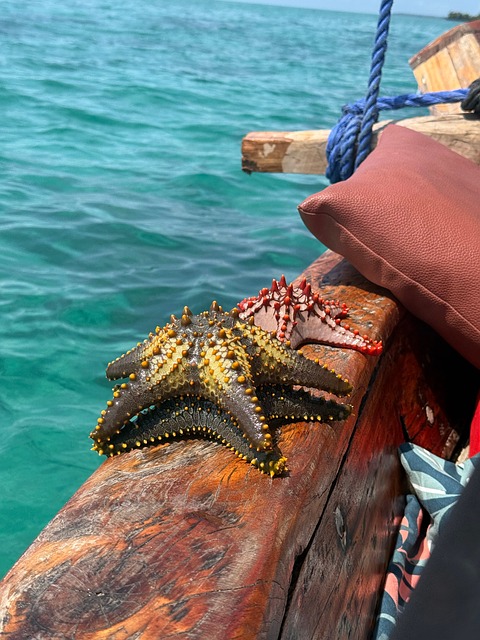 Estrella De Mar, Laguna, Barco, Zanzíbar