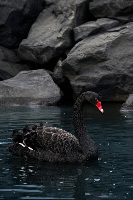 Free Black Swan Water photo and picture