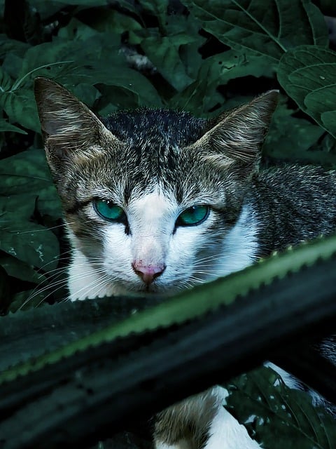 Free Cat Pet photo and picture