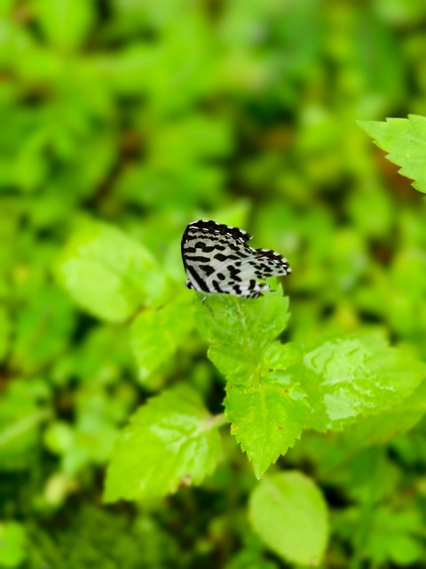 Free Butterfly Nature photo and picture