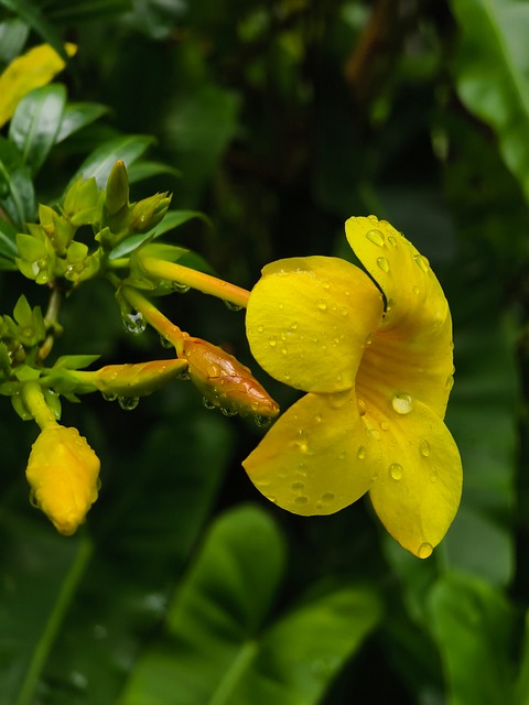 Free Yellow Flower Water Droplets photo and picture