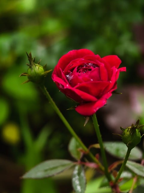 Free Rose Flower photo and picture