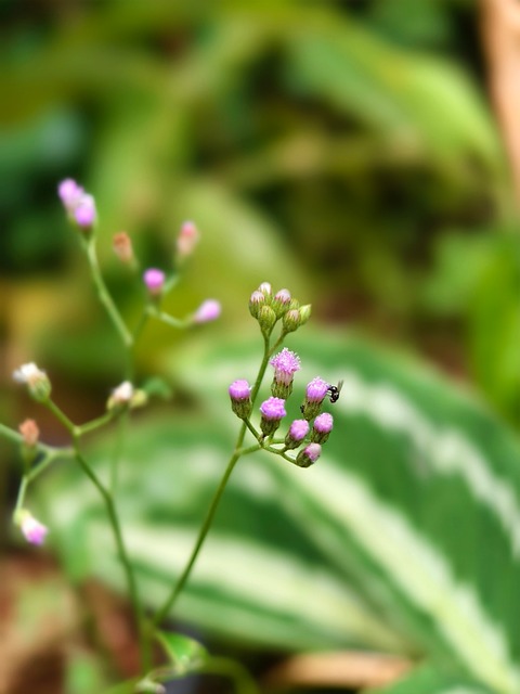 Blume, Natur, Makro, Rosa, Ameise, Wiese