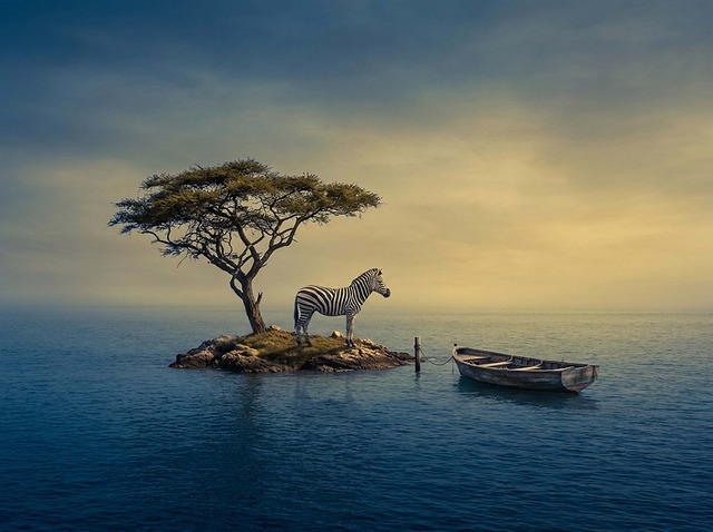 Zebra, Insel, Surrealismus, Meer, Boot