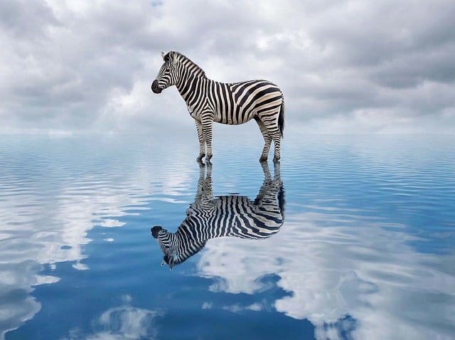 Zebra, Tier, Natur, Gestreift, Wasser