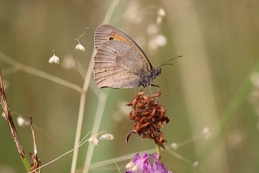 Schmetterling, Insekt, Makro, Natur