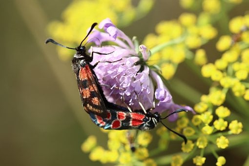 Widderchen, Schmetterling, Insekt, Natur