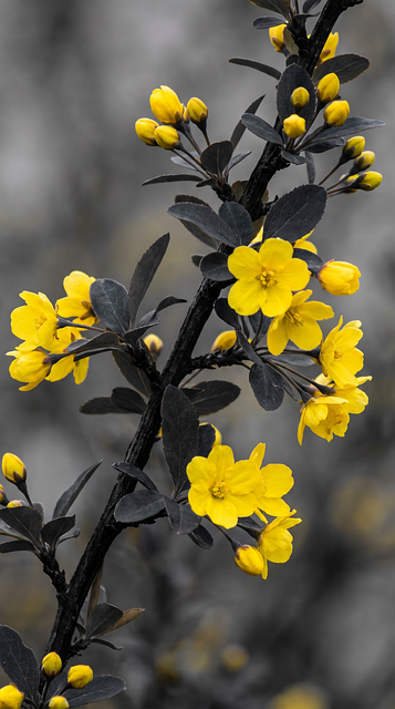 Free Flower Yellow photo and picture
