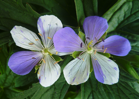Free Geranium Blue And White Flower photo and picture