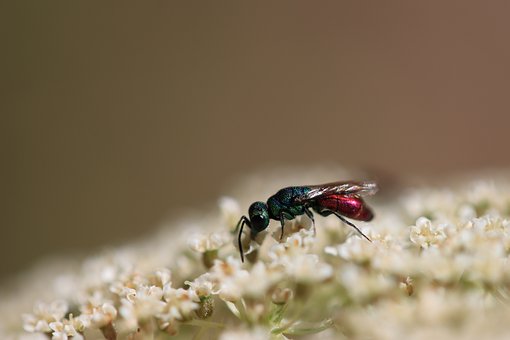 Free Insect Flower photo and picture