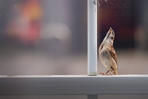 Vogel, Spatz, Natur, Geländer, Städtisch