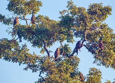 Baum, Vögel, Adlernest, Himmel, Natur