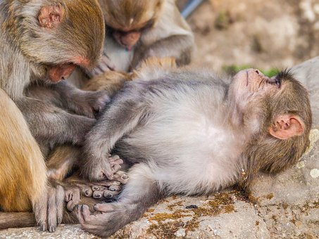 Affe, Pflege, Nepal, Kathmandu