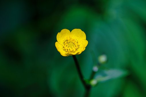 Blume, Gelbe Blume, Makro, Detail