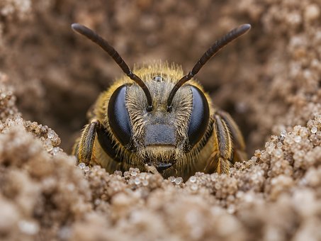 Free Bee Macro photo and picture