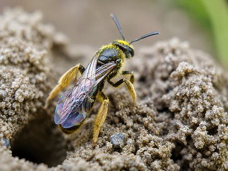 Free Bee Garden photo and picture