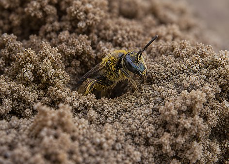 Free Bee Nature photo and picture