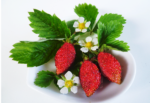 Free Alpine Strawberry Strawberry photo and picture